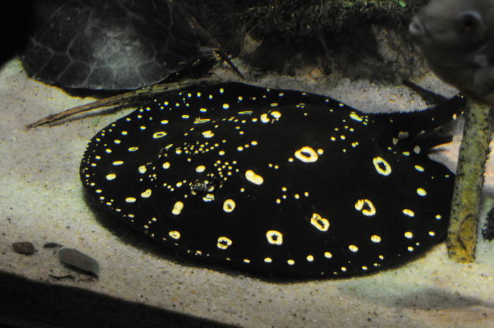 Ikan pari air tawar atau freshwater stingrays. (Wikipedia/Christine Schmidt)