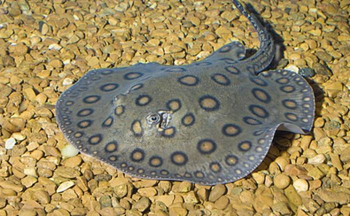 Ikan pari air tawar (Potamotrygonidae).