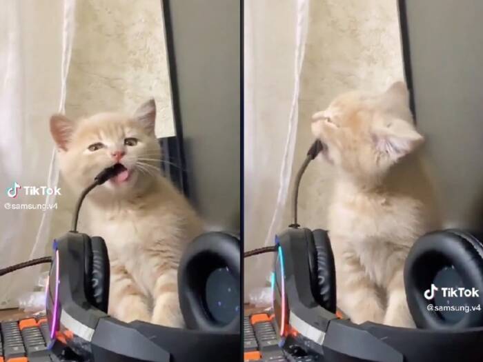 Kucing gigit mic headset gaming