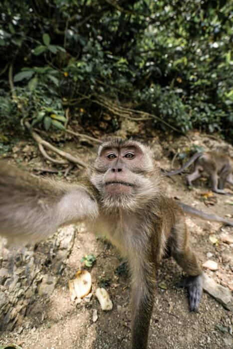 Sandiaga Uno Ingin Desa Wisata Cikakak seperti Sangeh Monkey Forest