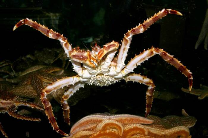 Red king crab atau kepiting Alaska. (photo/dok.NOAA Fisheries)