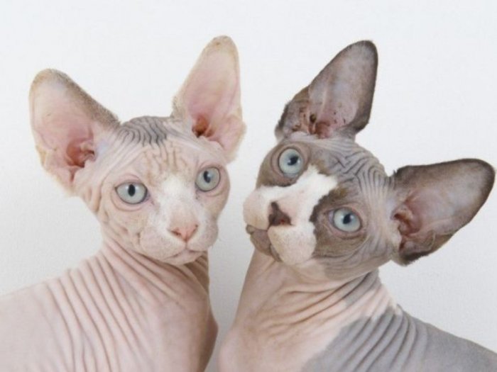 Ras Kucing Sphynx Kucing Tak Berbulu yang Berharga Mahal