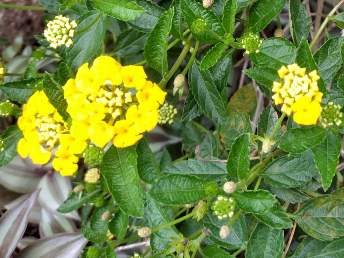 Lantana trifolia