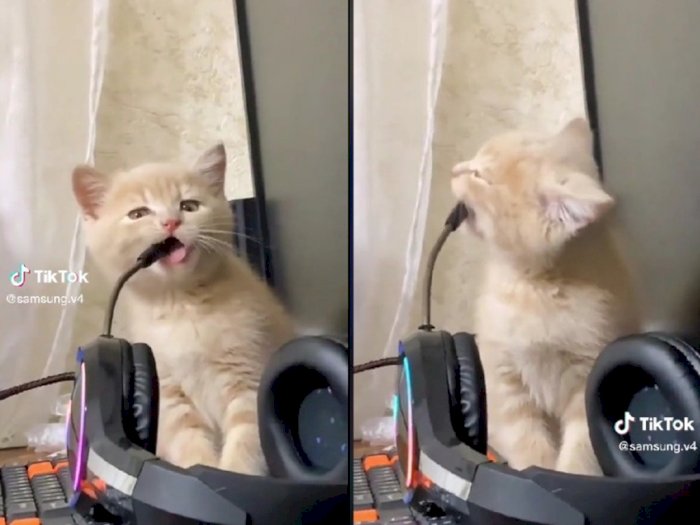 Lucu dan Gemesin Momen Kucing Gigit Mic Headset Gaming Sampe Bikin Pemilik Ngoceh-ngoceh