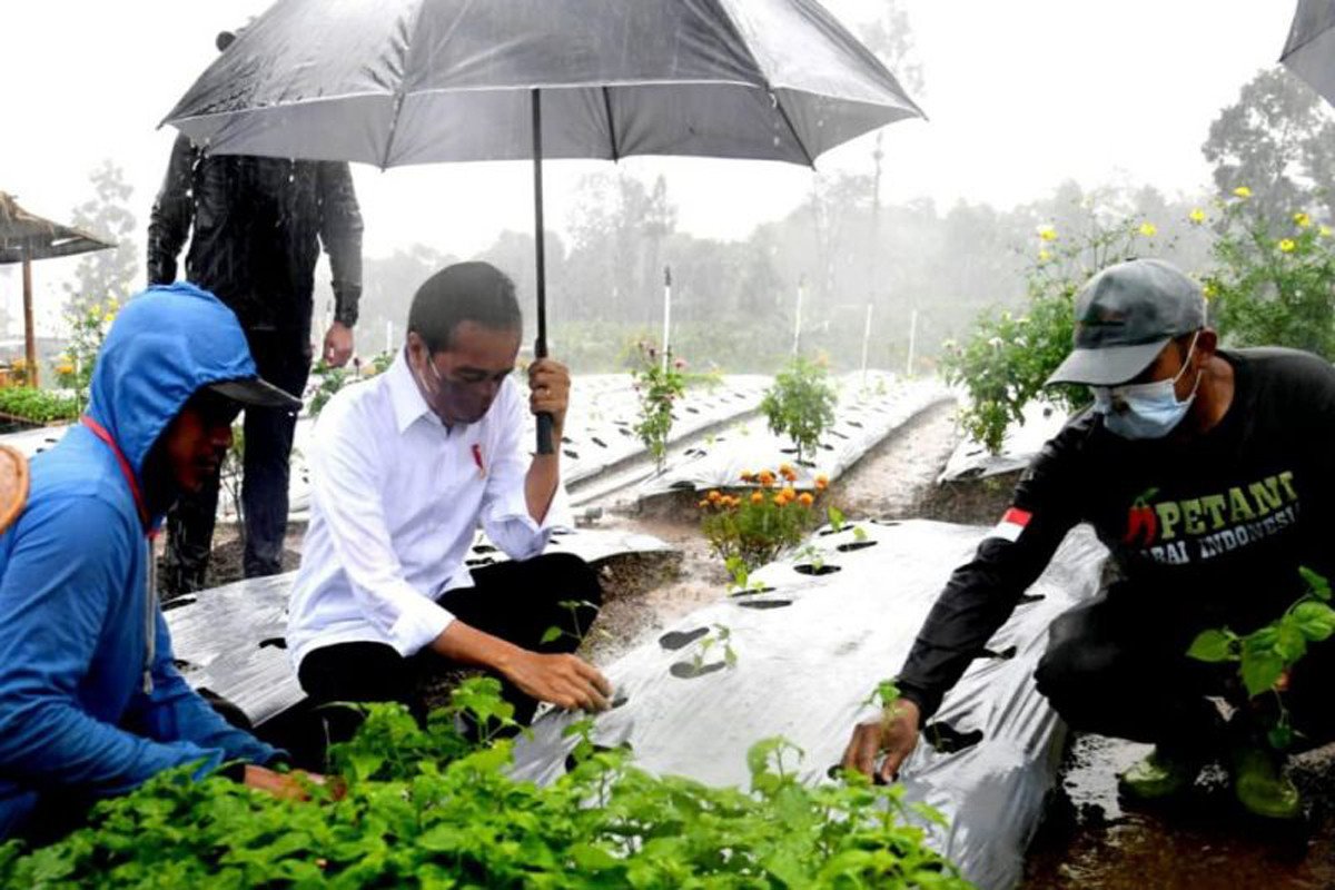 Hujan Deras Jokowi Tanam Cabai Pakai Baju Putih Bersih