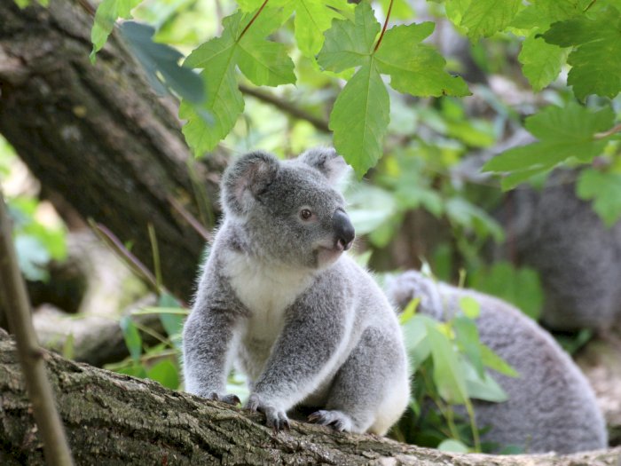 Sekitar 400 Koala akan Diuji Coba Vaksinasi Klamidia