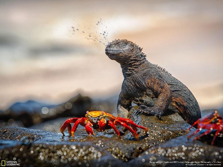 Iguana Bersin karya M Engelmann Kwikku, Iguana Bersin karya M Engelmann
