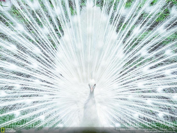 Peacock Isola Madre karya Spencer Callahan Kwikku, Peacock Isola Madre karya Spencer Callahan