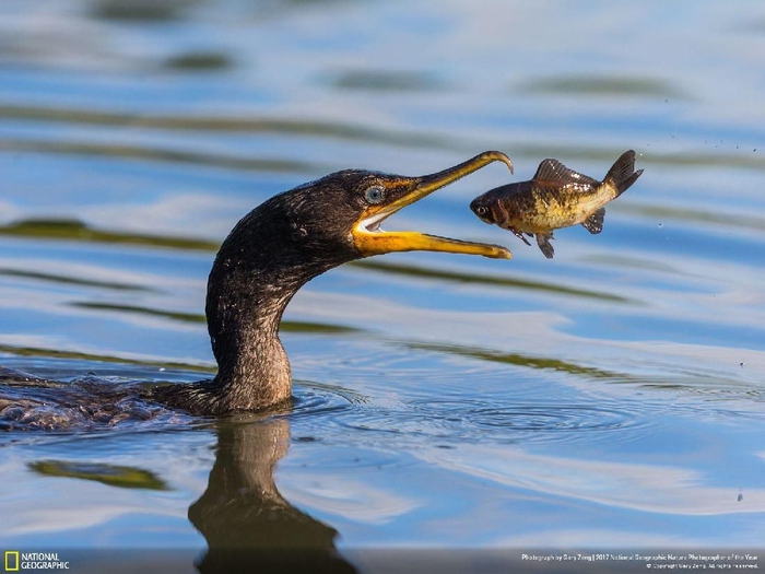 Fish in The Air karya Gary Zeng Kwikku, Fish in The Air karya Gary Zeng