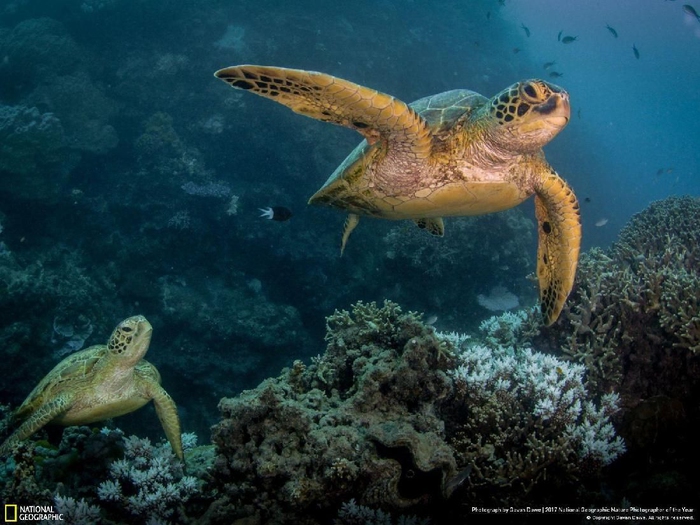 Turtle Breakup karya Gavan Dawe Kwikku, Turtle Breakup karya Gavan Dawe