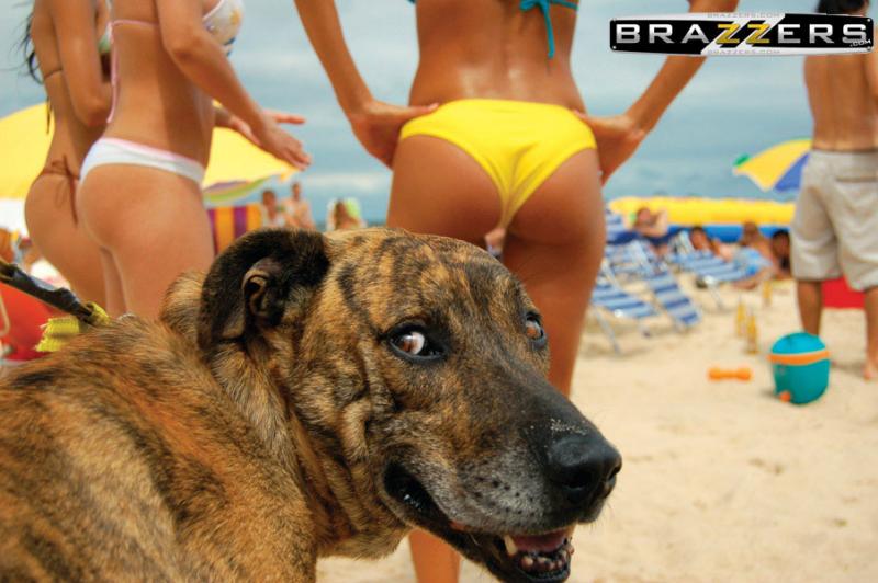 Sepertinya Dia Anjing Bukan Anjay Ya Kwikku, Sepertinya Dia Anjing Bukan Anjay Ya