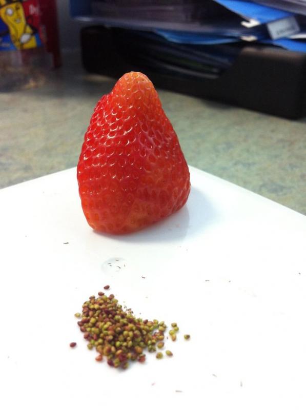 Pisahin Biji Strawberry Kwikku, Pisahin Biji Strawberry