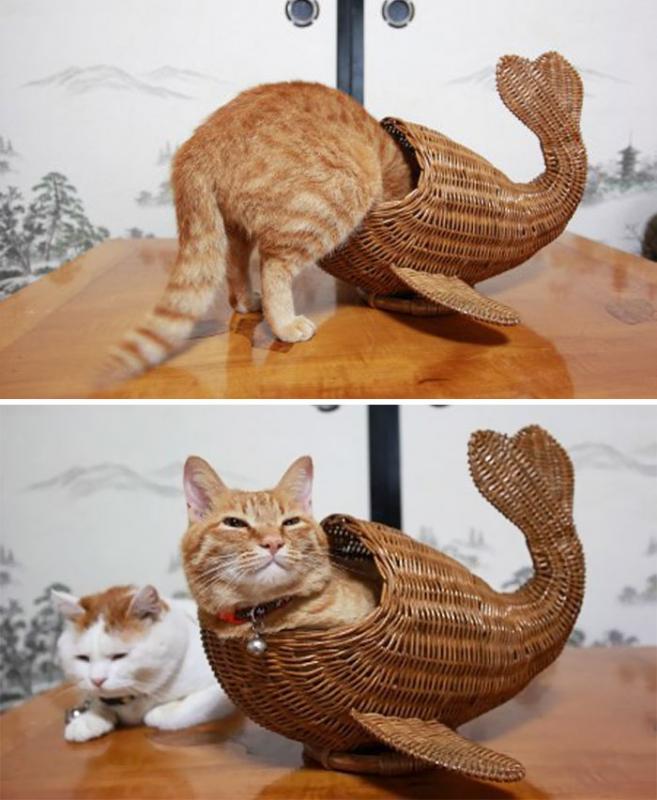 Whalecat Kwikku, Whalecat