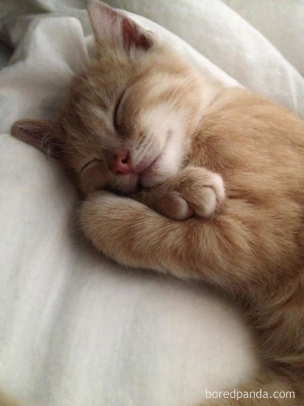 Pose tidur Kwikku, Pose tidur