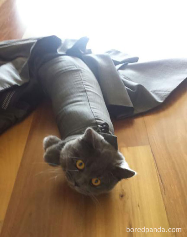 Kucing jadi ulat Kwikku, Kucing jadi ulat