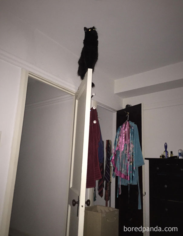 Kucing jadijadian Kwikku, Kucing jadijadian