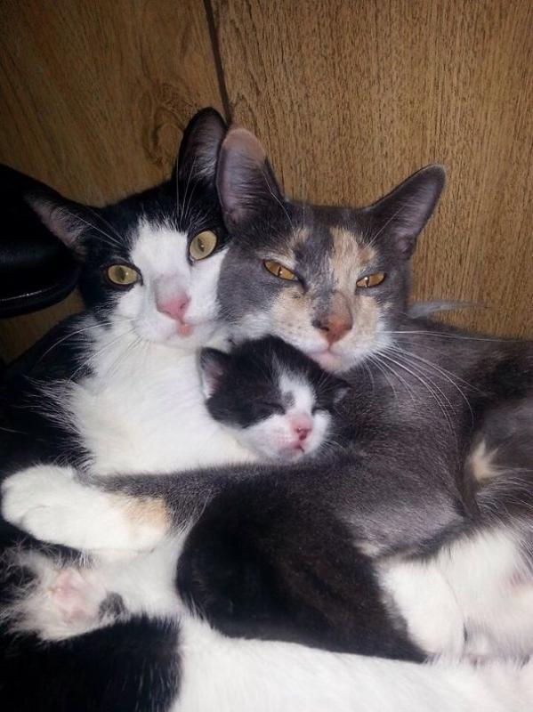 Keluarga kucing Kwikku, Keluarga kucing