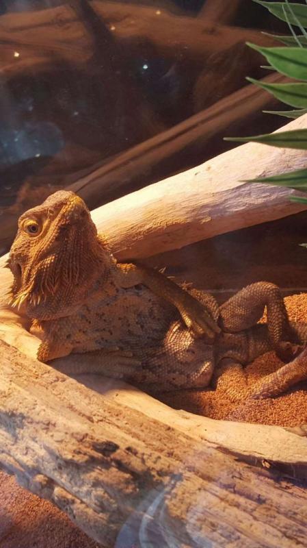 Iguana model Kwikku, Iguana model