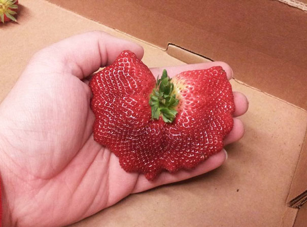 Strawberry dempet Kwikku, Strawberry dempet