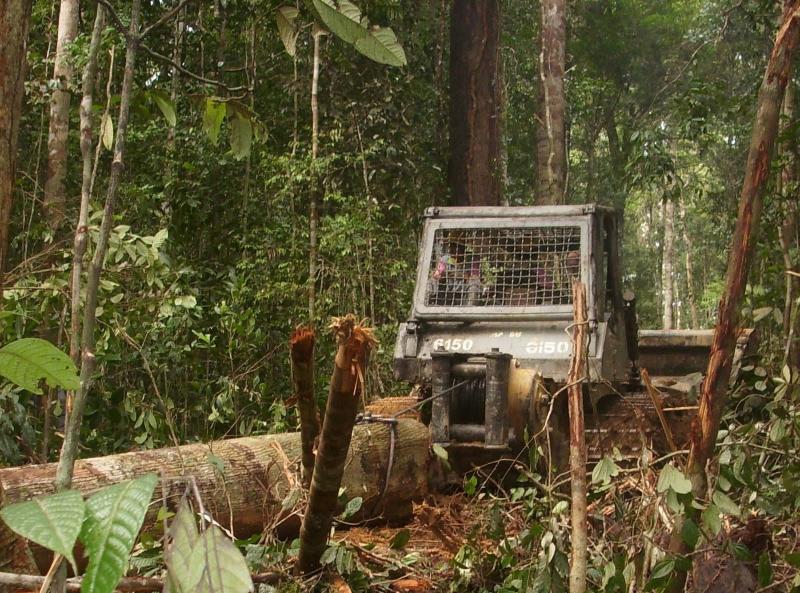 Kwikku, Teknisi kehutanan di Indonesia tidak bekerja di sektor kehutanan