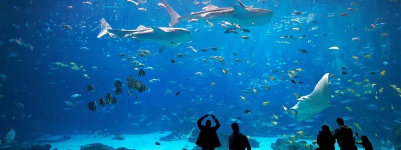 Georgia Aquarium di Atlanta Amerika Serikat Kwikku, Georgia Aquarium di Atlanta Amerika Serikat