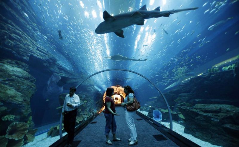 Dubai Aquarium Under Sea di Dubai Kwikku, Dubai Aquarium Under Sea di Dubai