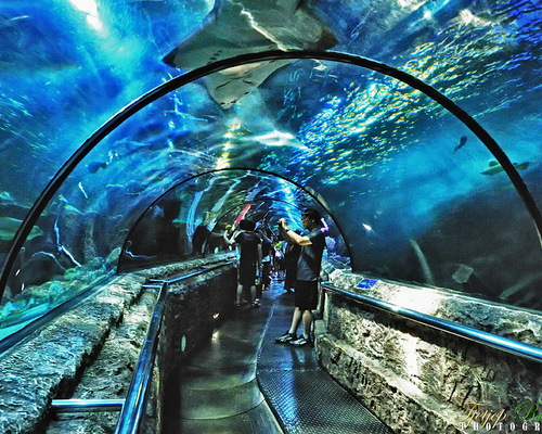 Sea World di Ancol Indonesia Kwikku, Sea World di Ancol Indonesia