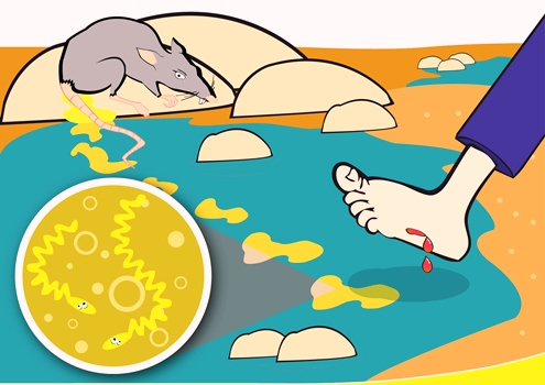 Leptospirosis Kwikku, Leptospirosis