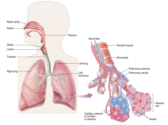 Merusak organ pernafasan Kwikku, Merusak organ pernafasan