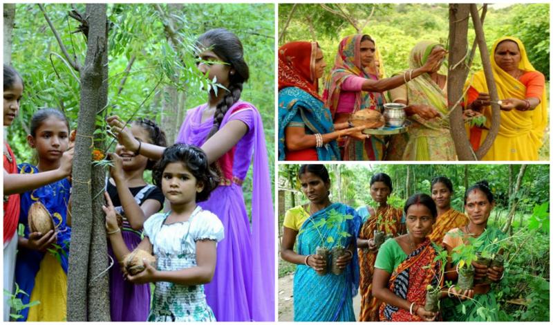 Menanam Pohon Di India Kwikku, Menanam Pohon Di India