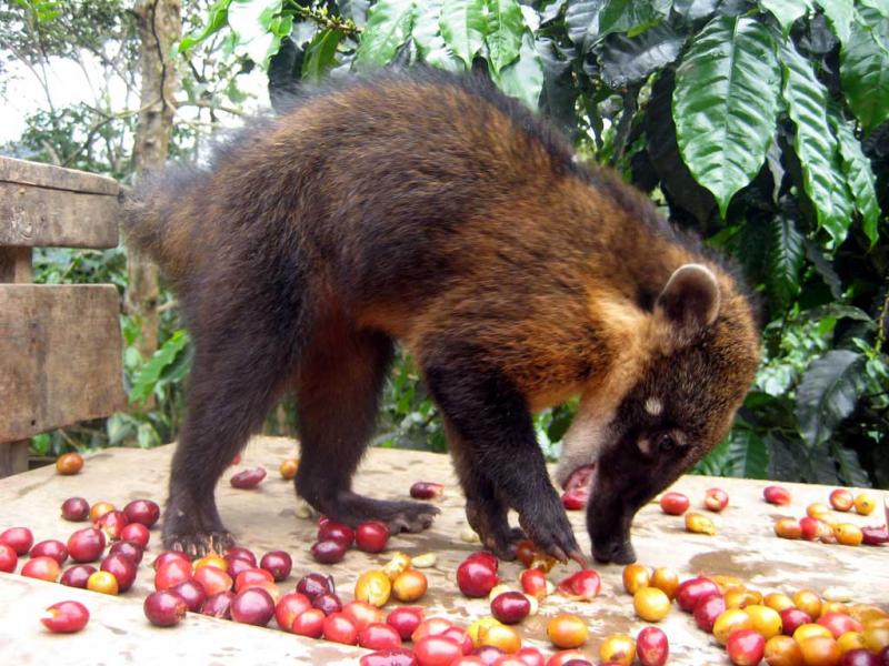 Kopi Terra Nera Kwikku, Kopi Terra Nera