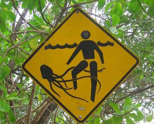 Kwikku, Awas Ada Gurita