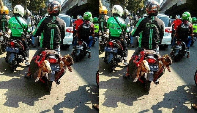 Antar Jemput Kambing Kwikku, Antar Jemput Kambing