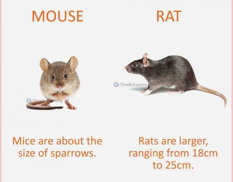 classic easy forex rats vs mice