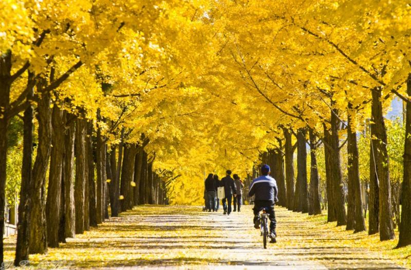 Winter Sonata Kwikku, Winter Sonata