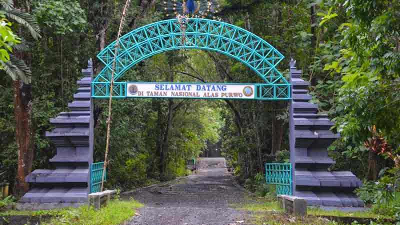 Alas Purwo Kabupaten Banyuwangi Jawa Timur Kwikku, Alas Purwo Kabupaten Banyuwangi Jawa Timur