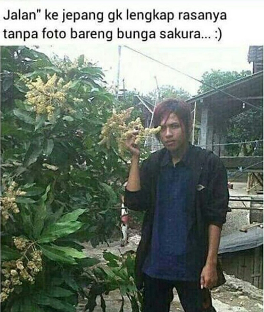 Sejak tahun bunga sakura bentuknya begitu Kwikku, Sejak tahun bunga sakura bentuknya begitu