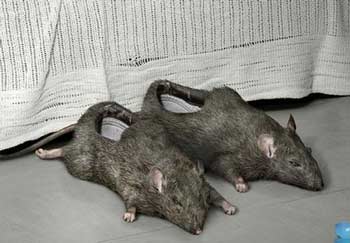 Mice Shoes Aduh gak bisa dibayangin deh Geli pasti Kwikku, Mice Shoes Aduh gak bisa dibayangin deh Geli pasti