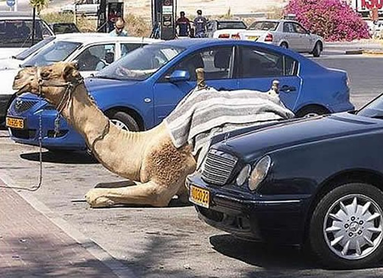 Camel Parking Area wkwkwk Kwikku, Camel Parking Area wkwkwk