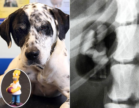 Mainan The Simpson yang masuk dalam tubuh anjing Kwikku, Mainan The Simpson yang masuk dalam tubuh anjing