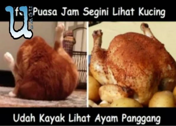 Kucing pun terasa seperti ayam goreng yang nikmat Kwikku, Kucing pun terasa seperti ayam goreng yang nikmat