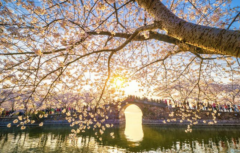 Kwikku, Pohonpohon sakura ditanam sebagai destinasi wisata baru di Negeri Cina