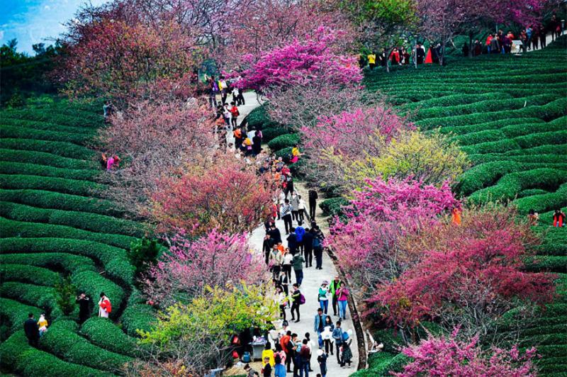 Kwikku, Ribuan wisatawan baik lokal maupun mancanegara datang untuk melihat cherry blossom di Negeri Tirai Bambu