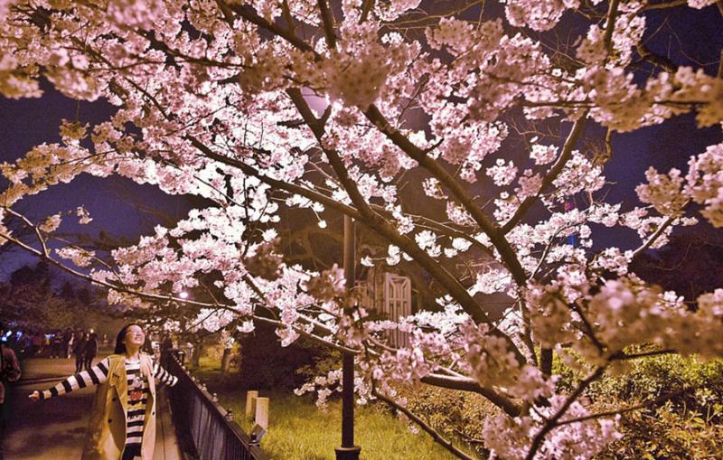 Kwikku, Bunga Sakura juga bisa dinikmati pada malam hari