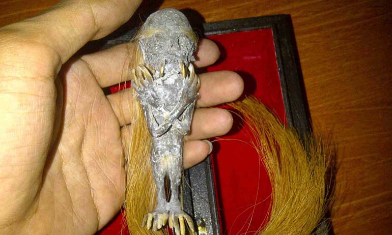 Rawarontek menyimpan kutukan bagi penggunanya Kwikku, Rawarontek menyimpan kutukan bagi penggunanya