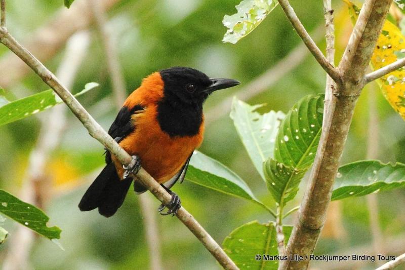 Hooded pitohui Pitohui dichrous Kwikku, Hooded pitohui Pitohui dichrous