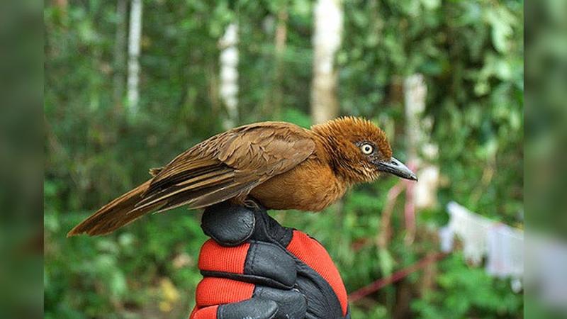 Rusty pitohui Pitohui ferrugineus Kwikku, Rusty pitohui Pitohui ferrugineus