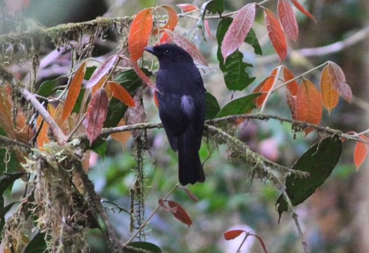 Black pitohui Pitohui nigrescens Kwikku, Black pitohui Pitohui nigrescens