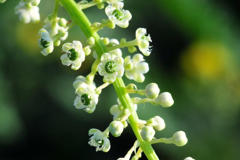 Bunga Pokeweed Kwikku, Bunga Pokeweed