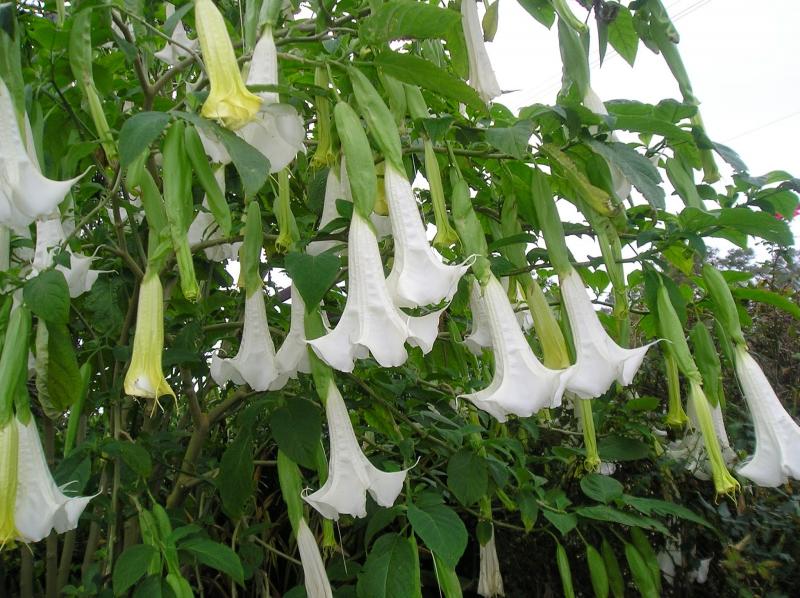 Bunga Brugmansia Kwikku, Bunga Brugmansia